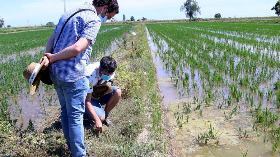 L’IRTA investiga si la vegetació autòctona en els marges dels arrossars del delta de l’Ebre pot reduir les plagues d’insectes i l’erosió