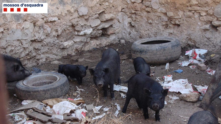 Els Mossos d’Esquadra denuncien una explotació ramadera de porcs vietnamites a l’Ametlla de Mar