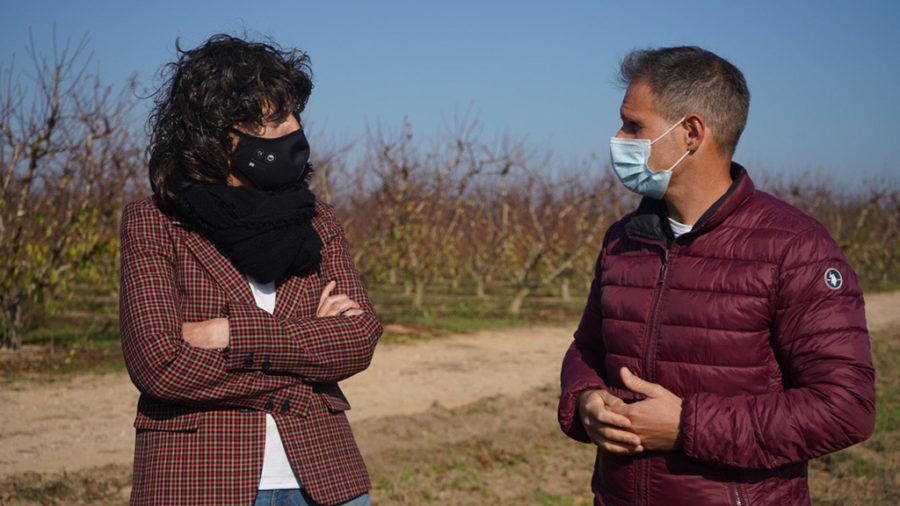 La Ribera d’Ebre prova el cultiu de kiwi com a alternativa als presseguers, afectats per la sharka