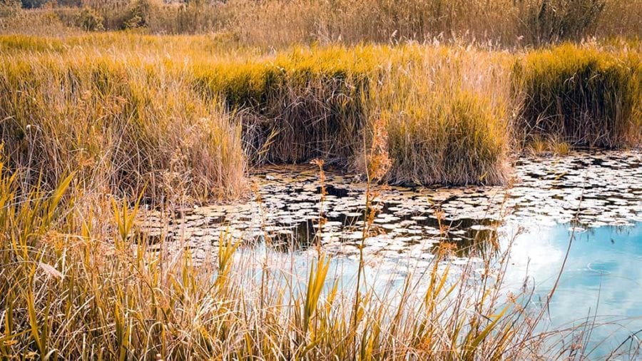 Impulsen un projecte per recuperar el nenúfar blanc del delta de l’Ebre, pràcticament extingit a Catalunya