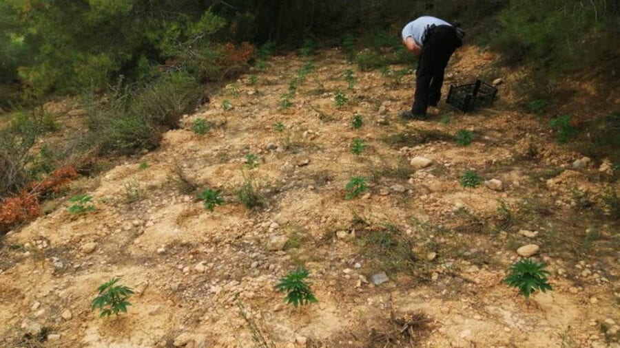 Desmantellada una plantació de 2.200 plantes de marihuana a Móra d’Ebre