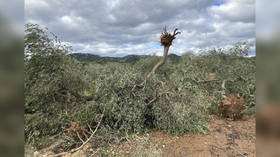 El Meteocat confirma tres tornados al delta de l’Ebre aquest passat novembre