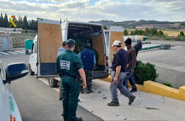Sorprenen cinc individus amb més d’una tona de llentiscle recollida de manera irregular a la Serra de Pàndols