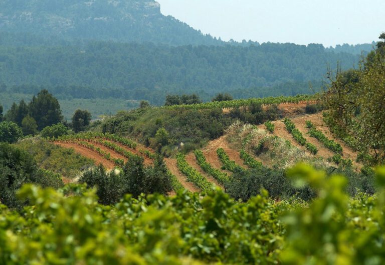 El BOE publica les rebaixes en el IRPF per a 49.000 agricultors i ramaders catalans