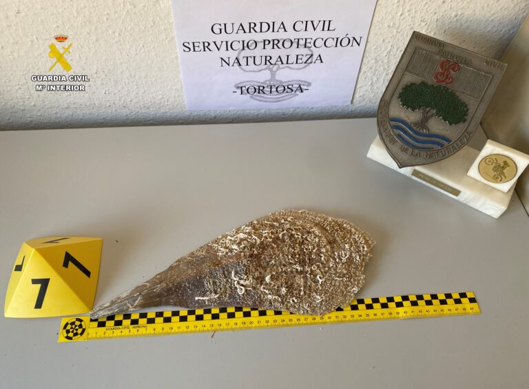 Investigat un veí de l’Ampolla per vendre il·legalment un mol·lusc en perill d’extinció molt valorat en joieria