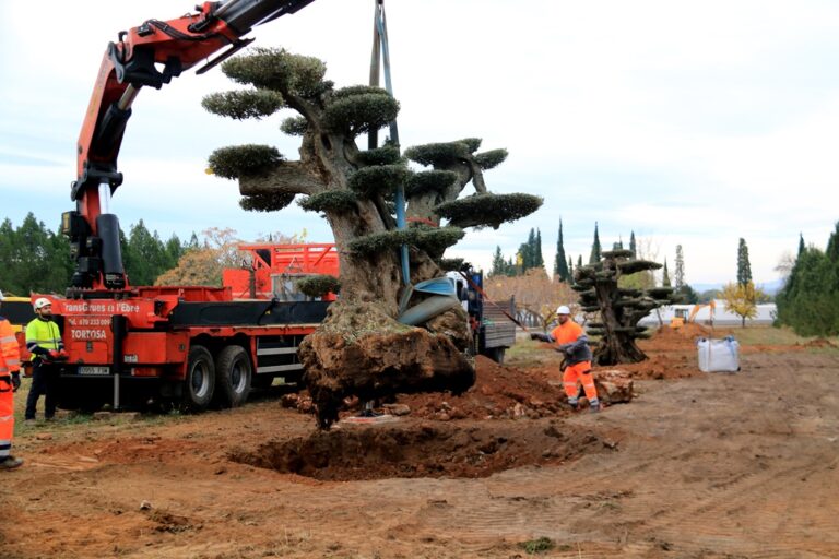 Godall rep les sis primeres oliveres monumentals rescatades pel Govern gràcies a la llei que les protegeix (vídeo)
