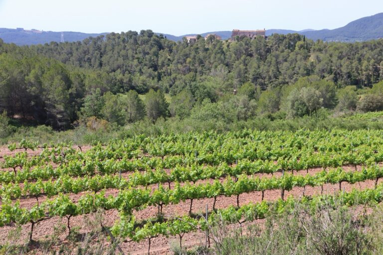 Els últims vuit anys s’han perdut 1.000 hectàrees de vinya a Catalunya, segons Unió de Pagesos