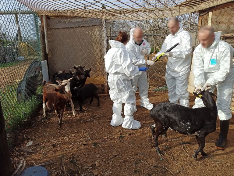El bestiar robat a les Terres de l’Ebre viatjava fins a Constantí (vídeo)