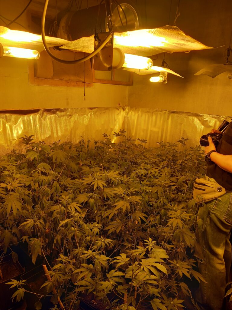 Un detingut per conrear 251 plantes de marihuana a l’interior d’una casa de la Serra d’Almos