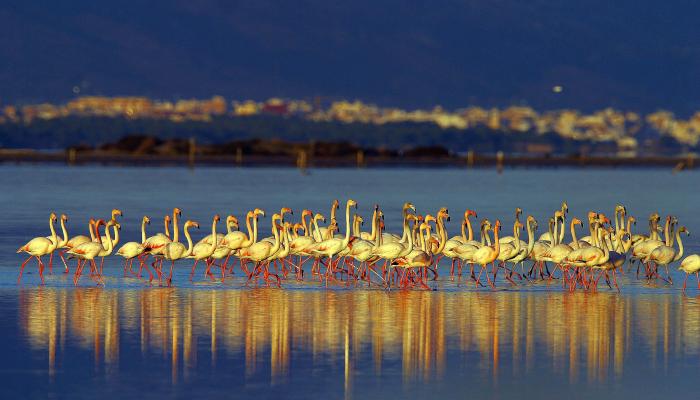 15 entitats de les Terres de l’Ebre denuncien greus retallades als Ports i al Delta de l’Ebre i alerten d’un “crim ecològic” als espais naturals de Catalunya