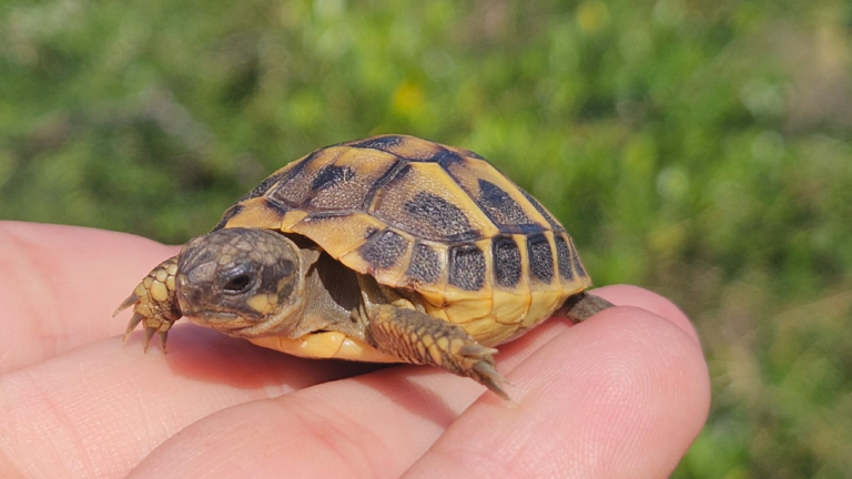 El programa de reintroducció de la tortuga mediterrània es consolida al Parc Natural dels Ports