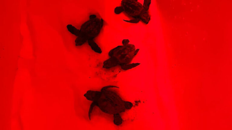 Neixen al delta de l’Ebre les primeres tortugues careta de la temporada