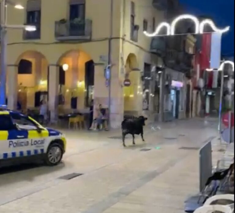 Una vaqueta ha de ser perseguida per la Policia Local d’Ulldecona després d’escapar-se pels carrers de la localitat (vídeo)