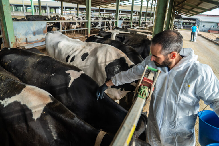 Les festes de Xerta no podran celebrar correbous per la prohibició de fer activitats amb animals vius per la DNC