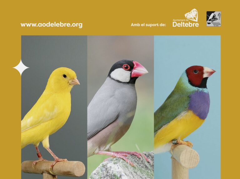 Deltebre acull la 23a Mostra de Canaricultura i Altres Ocells del 18 al 21 d’octubre