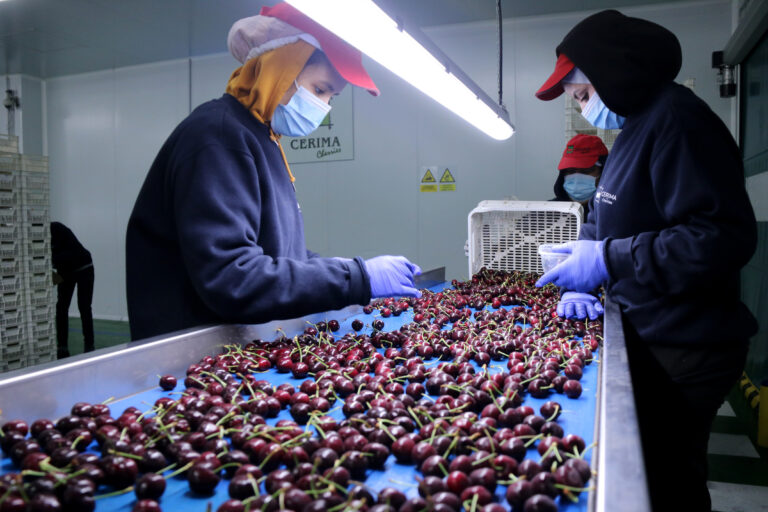 El sector de la cirera catalana obre el camí de les exportacions al mercat xinès de cara la pròxima campanya