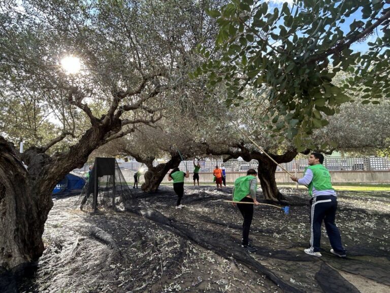 Comencen les espigolades d’oliveres als Xiribecs amb voluntaris de Creu Roja i alumnat del Montsià i l’Agrària