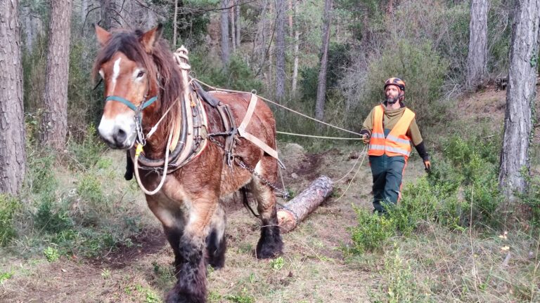 El Parc Natural dels Ports impulsa un projecte per promoure boscos madurs i afavorir la biodiversitat forestal