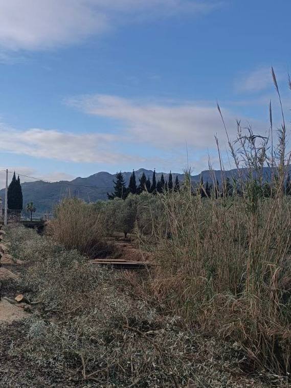 Amposta inicia la recuperació de l’antiga séquia mare per prevenir inundacions als Ullals de Baltasar