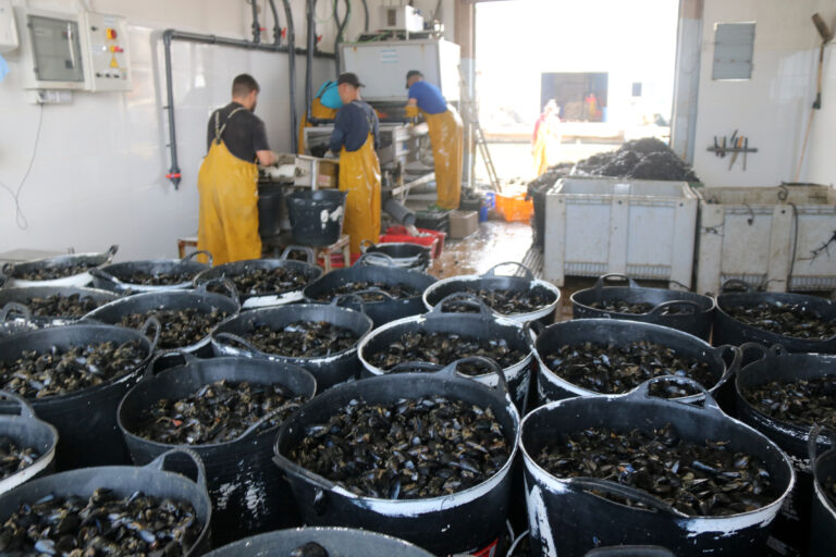 Els musclaires del delta de l’Ebre s’enfronten al dilema de produir menys i revalorar la venda de proximitat (vídeo)