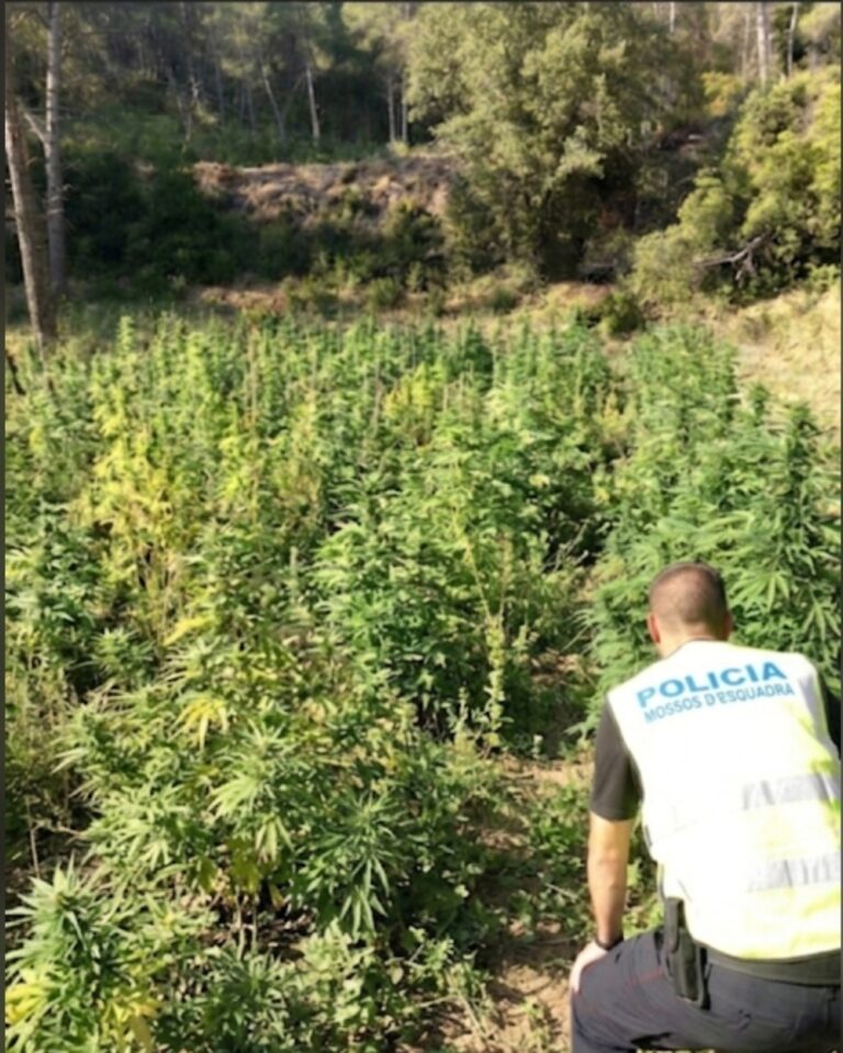 Els Mossos detenen un home i desmantellen una plantació de marihuana a Corbera d’Ebre que cotitzava 1 MEUR al mercat