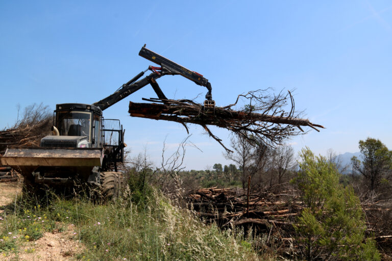 Empreses forestals retiren els arbres cremats al foc de Paüls i netegen les finques sense cost per als propietaris (vídeos)