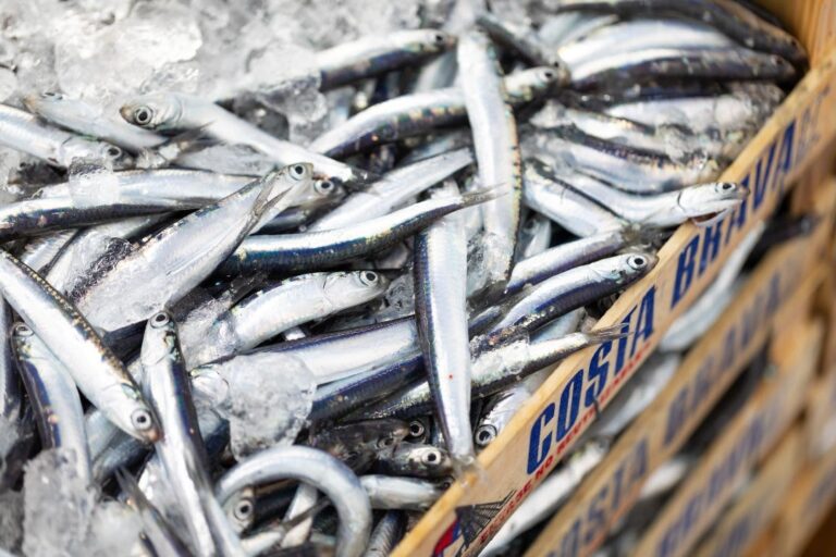 El Departament d’Agricultura convoca els ajuts de suport a les confraries de pescadors de Catalunya per un import de 2,7 milions d’euros