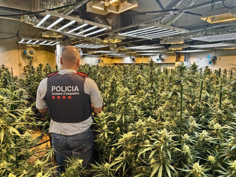 Els Mossos d’Esquadra desmantellen una plantació de més de 500 plantes de marihuana en un habitatge de Roquetes i hi detenen un home (vídeo)